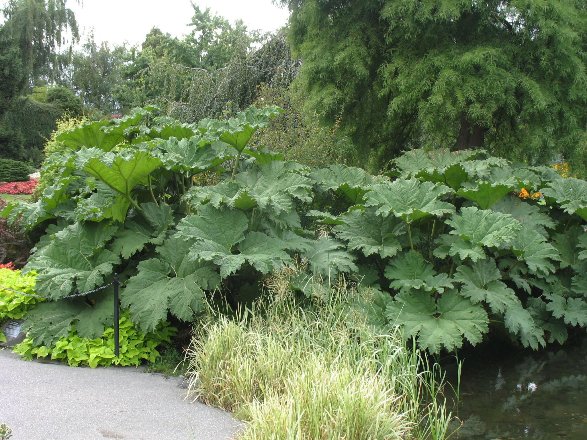 giant rhubarb growing zone